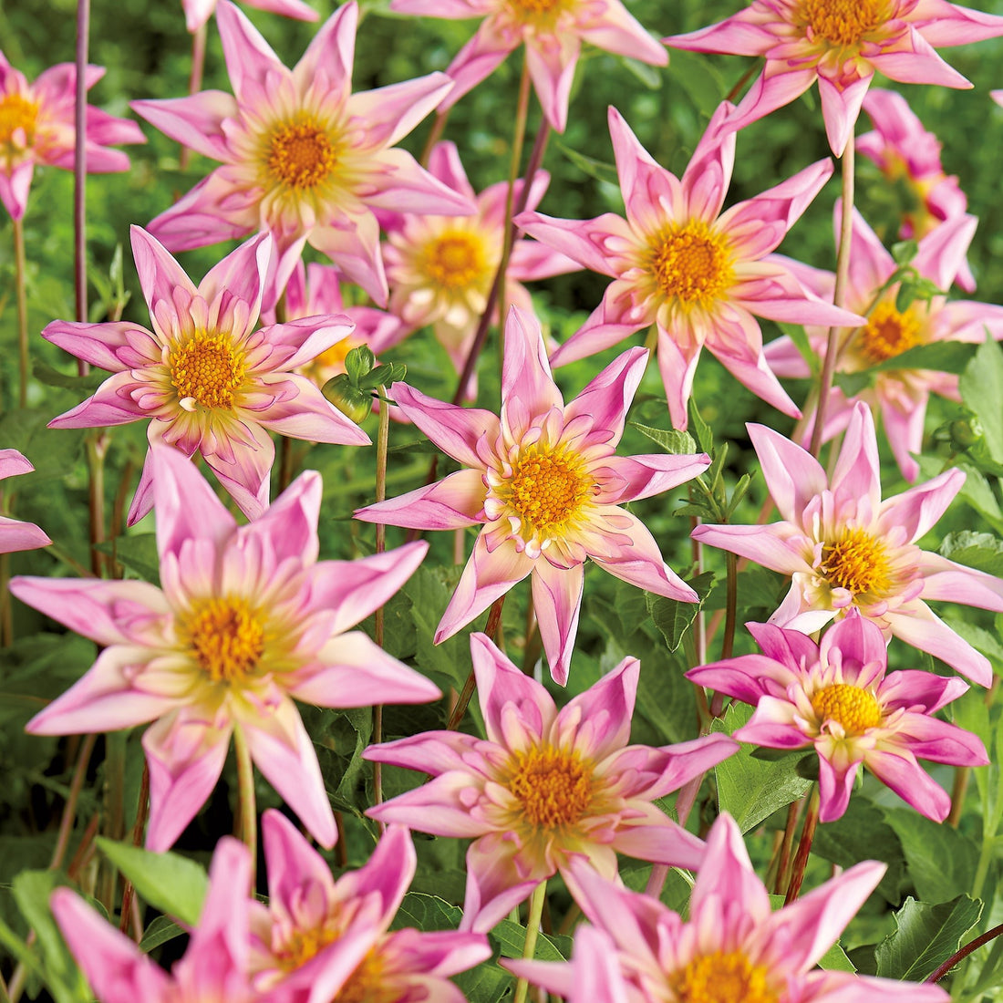 Dahlia 'Fancy Pants'