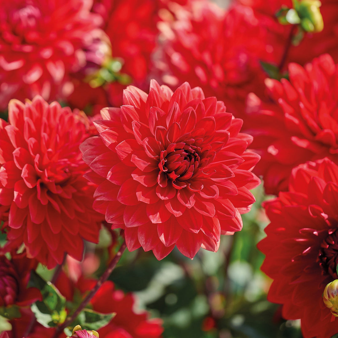 Dahlia 'Garden Wonder'