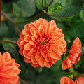 Dahlia 'Orange Nugget'
