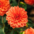Dahlia 'Orange Nugget'