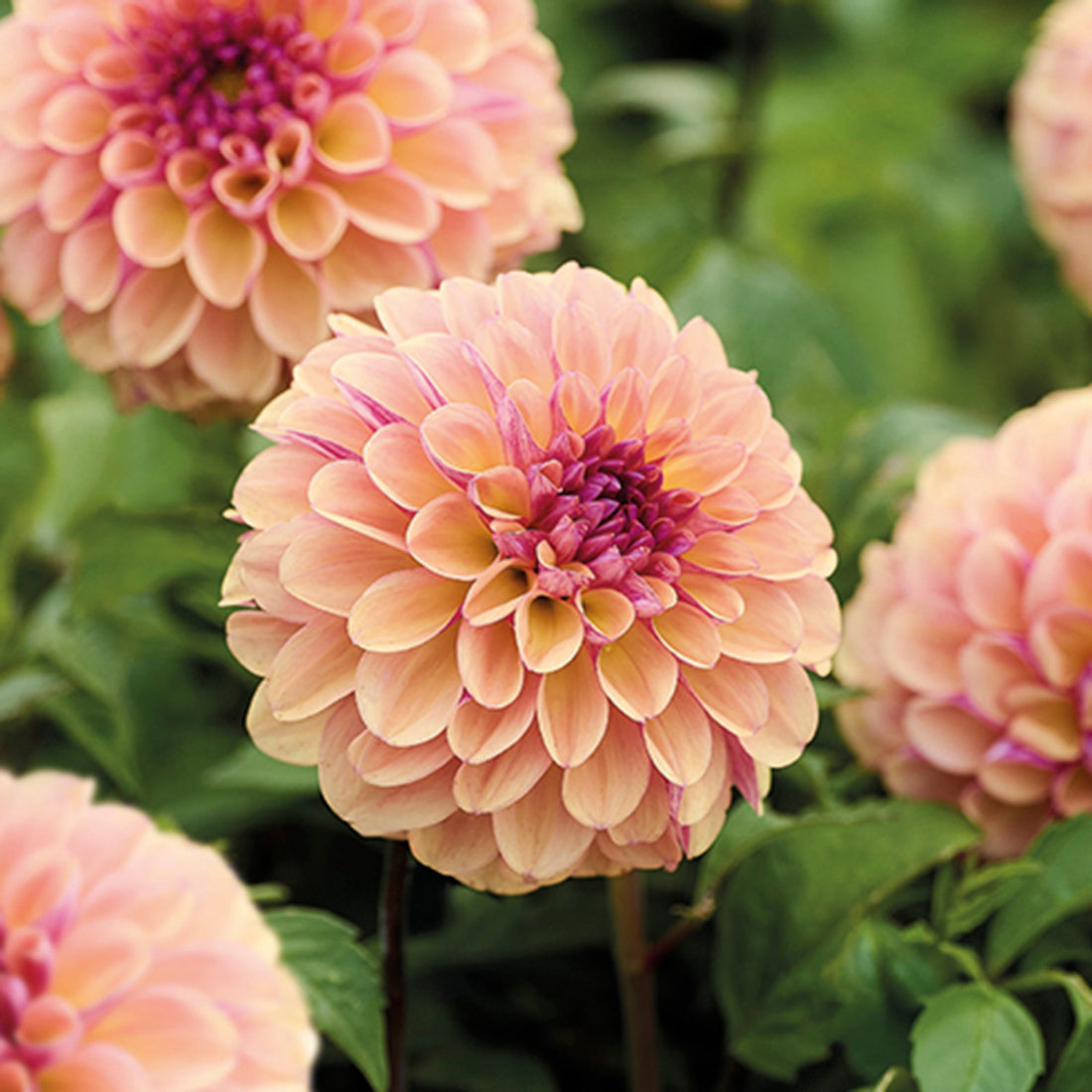 Dahlia 'Palmares'