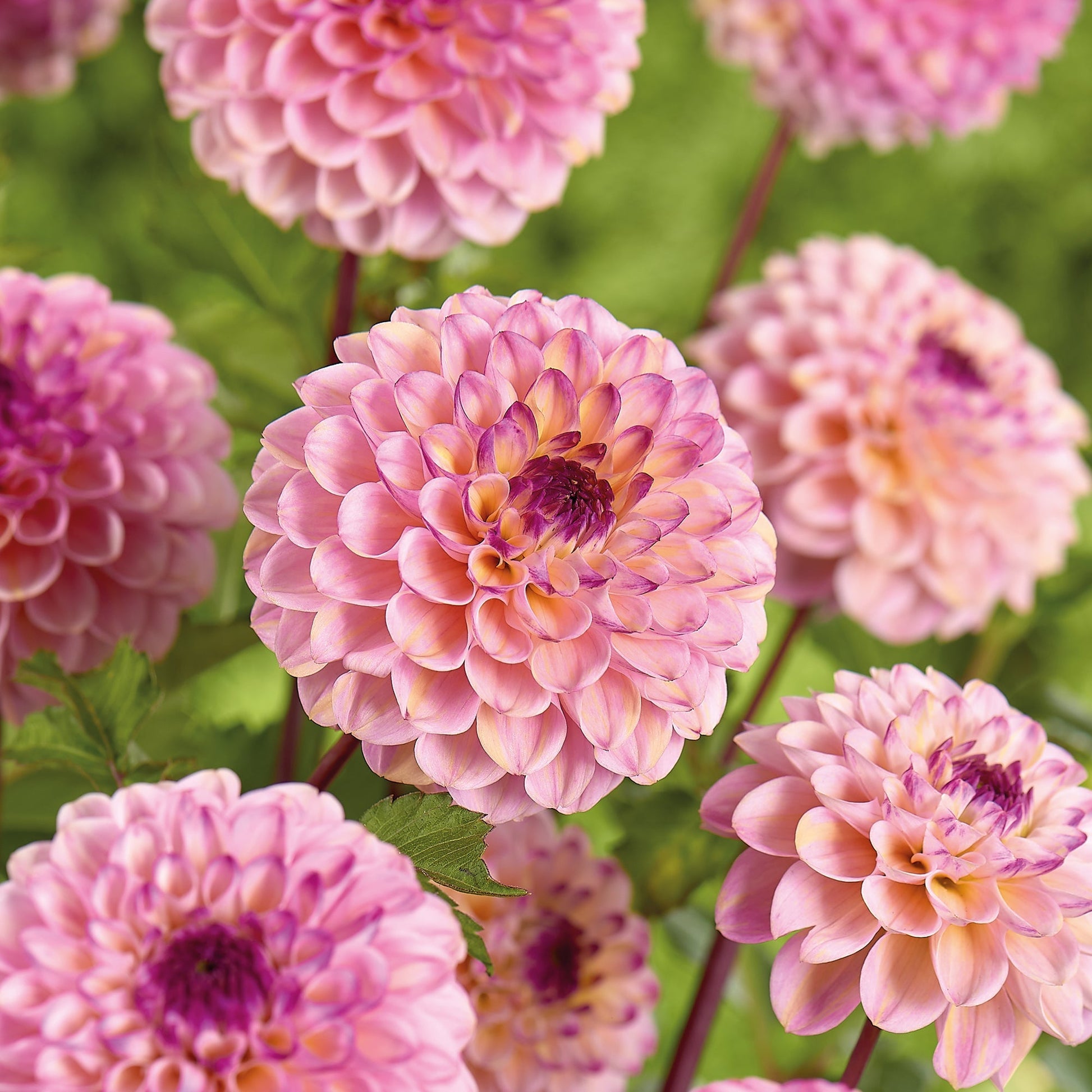 Dahlia 'Wine Eyed Jill'