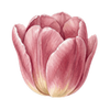 Tulipes