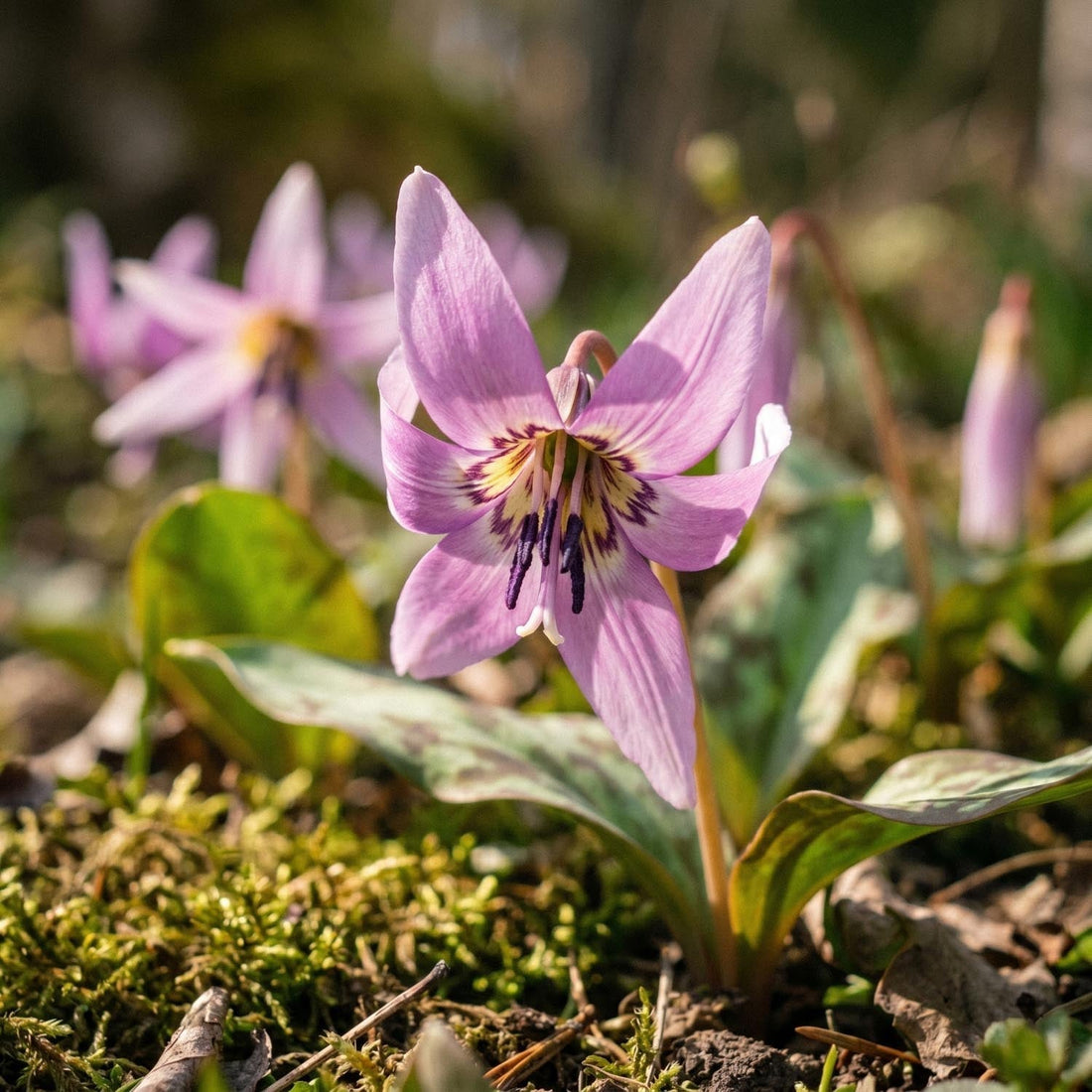 Dent de chien, Erythronium 'Lilac Wonder'