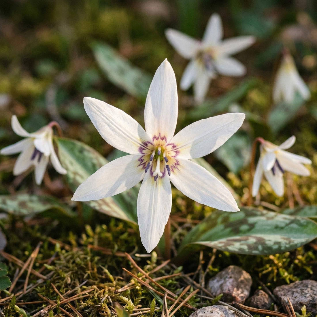 Dent de chien, Erythronium 'Snowflake'