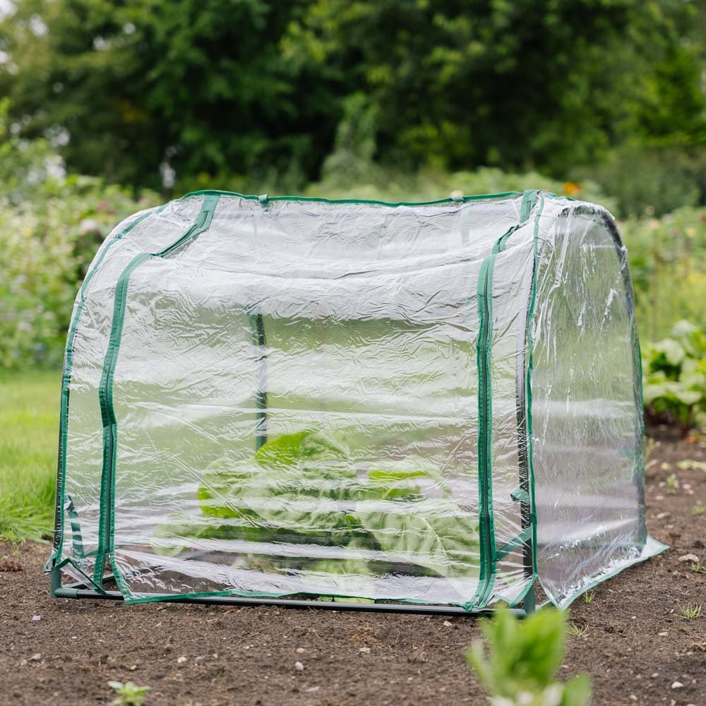 Dôme à semis moyen, L : 92 cm l : 90 cm H : 72 cm