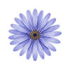Graines de fleurs