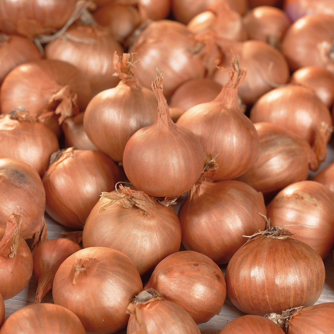 Échalote 'Red Sun'