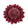 Graines de fleurs