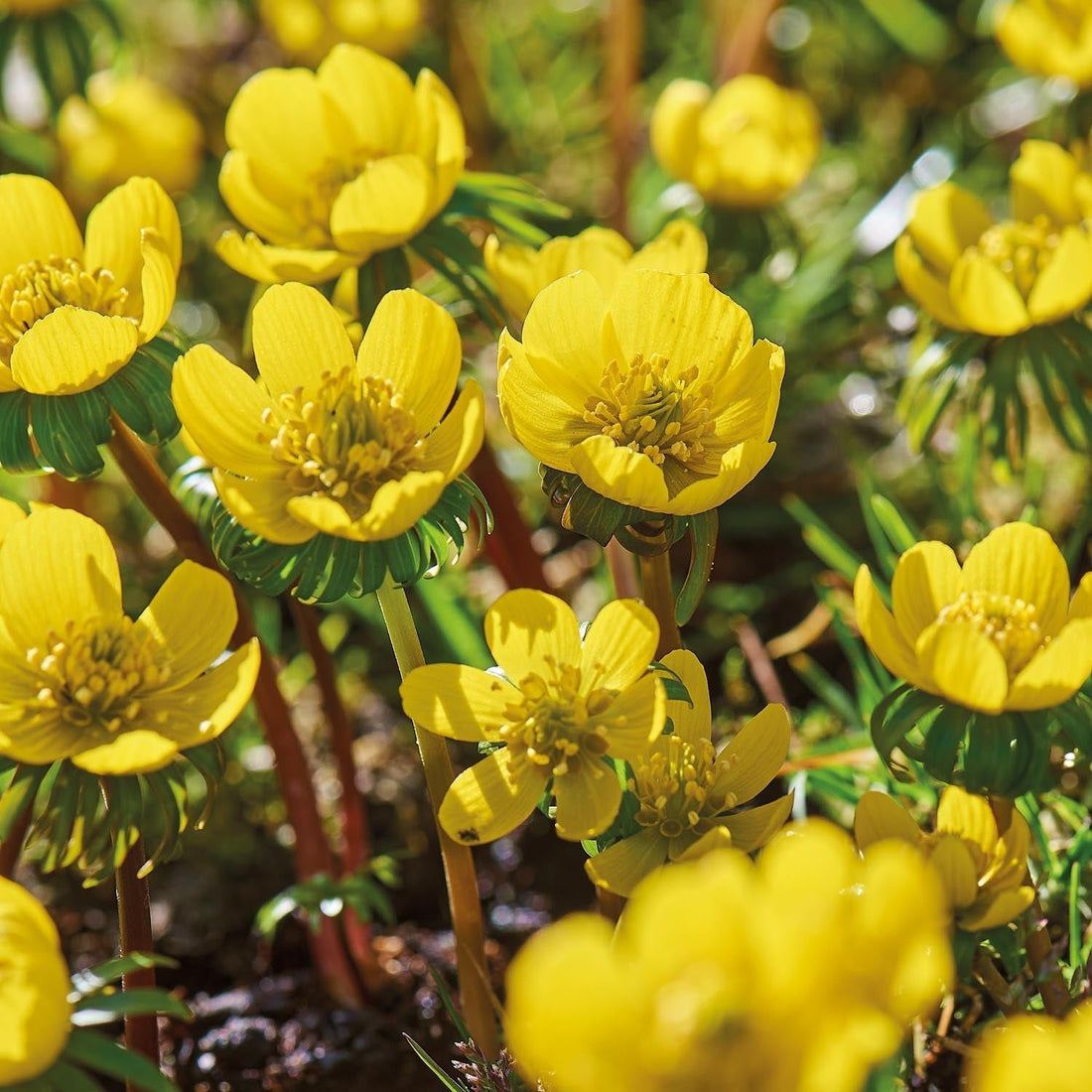 Éranthis, Eranthis 'Cilicica'