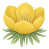 Eranthis tubercules