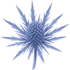Panicaut tiges / Eryngium