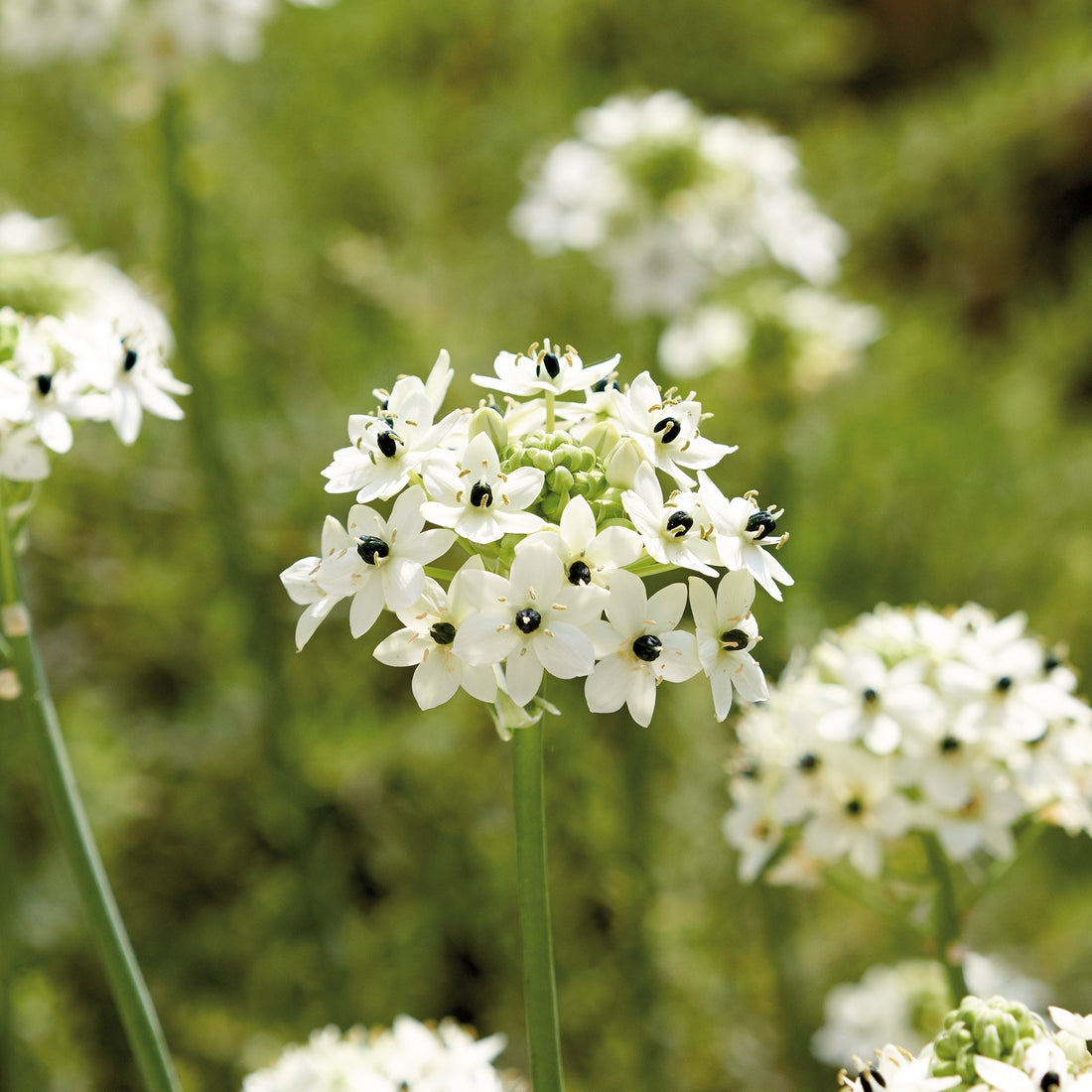 Etoile de Bethléem, Ornithogalum saundersiae