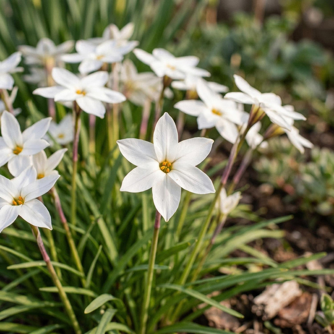 Étoile de printemps, Ipheion 'Alberto Castillo'