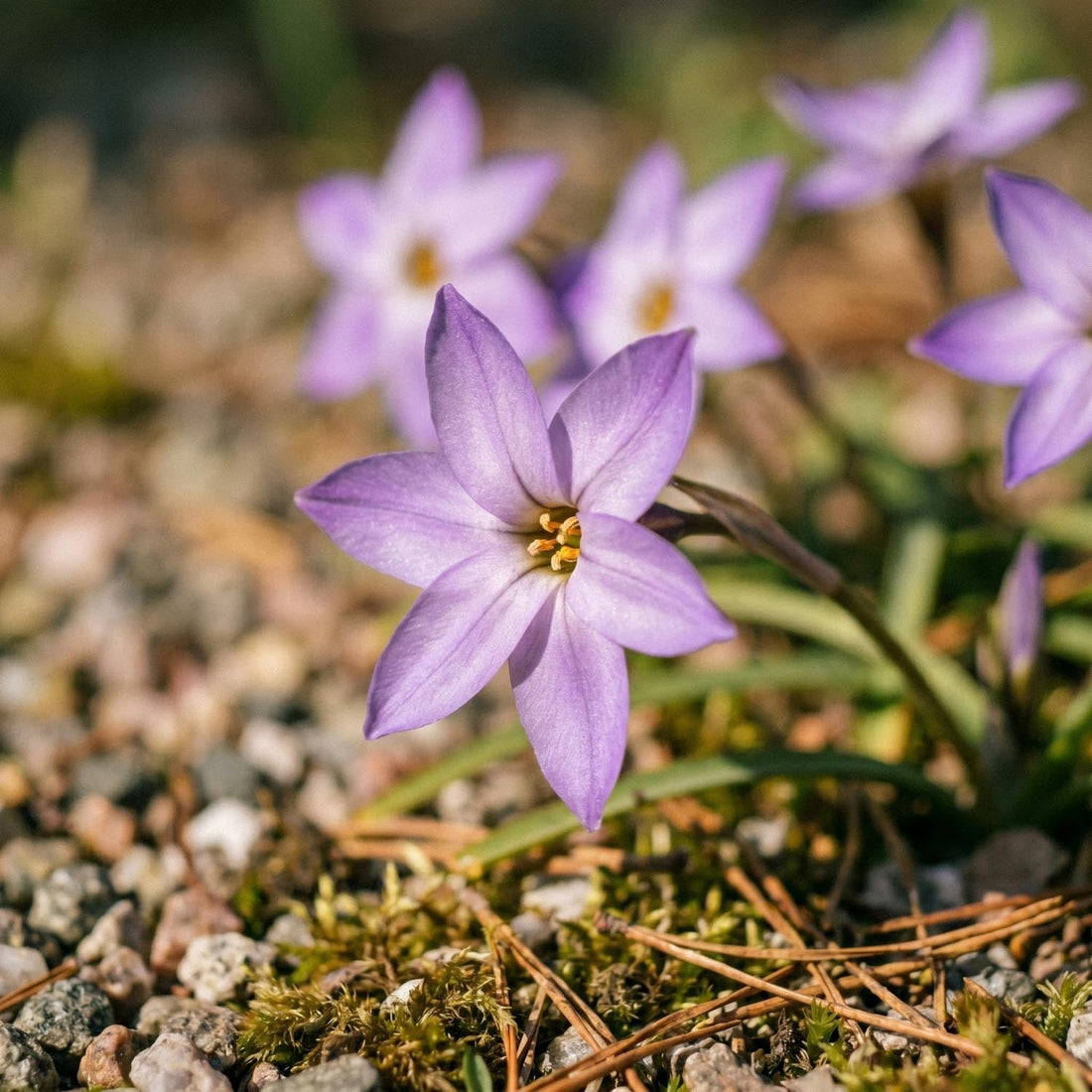 Étoile de printemps, Ipheion 'Charlotte Bishop'