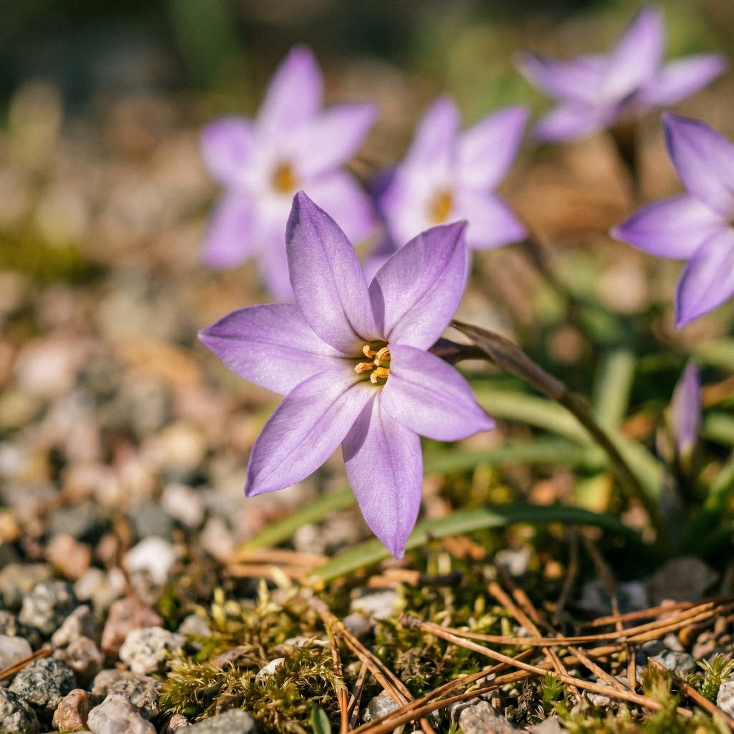 Étoile de printemps, Ipheion 'Charlotte Bishop'