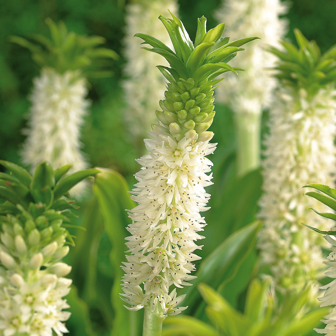Eucomis 'Autumnalis'