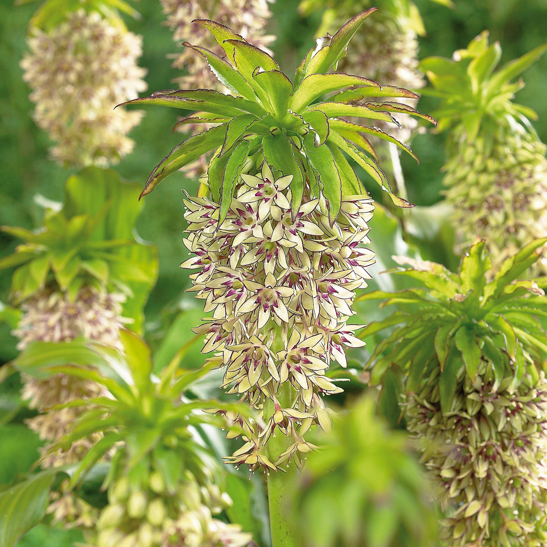 Eucomis 'Bicolor'
