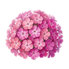 Graines de fleurs