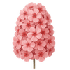 Phlox tubercules