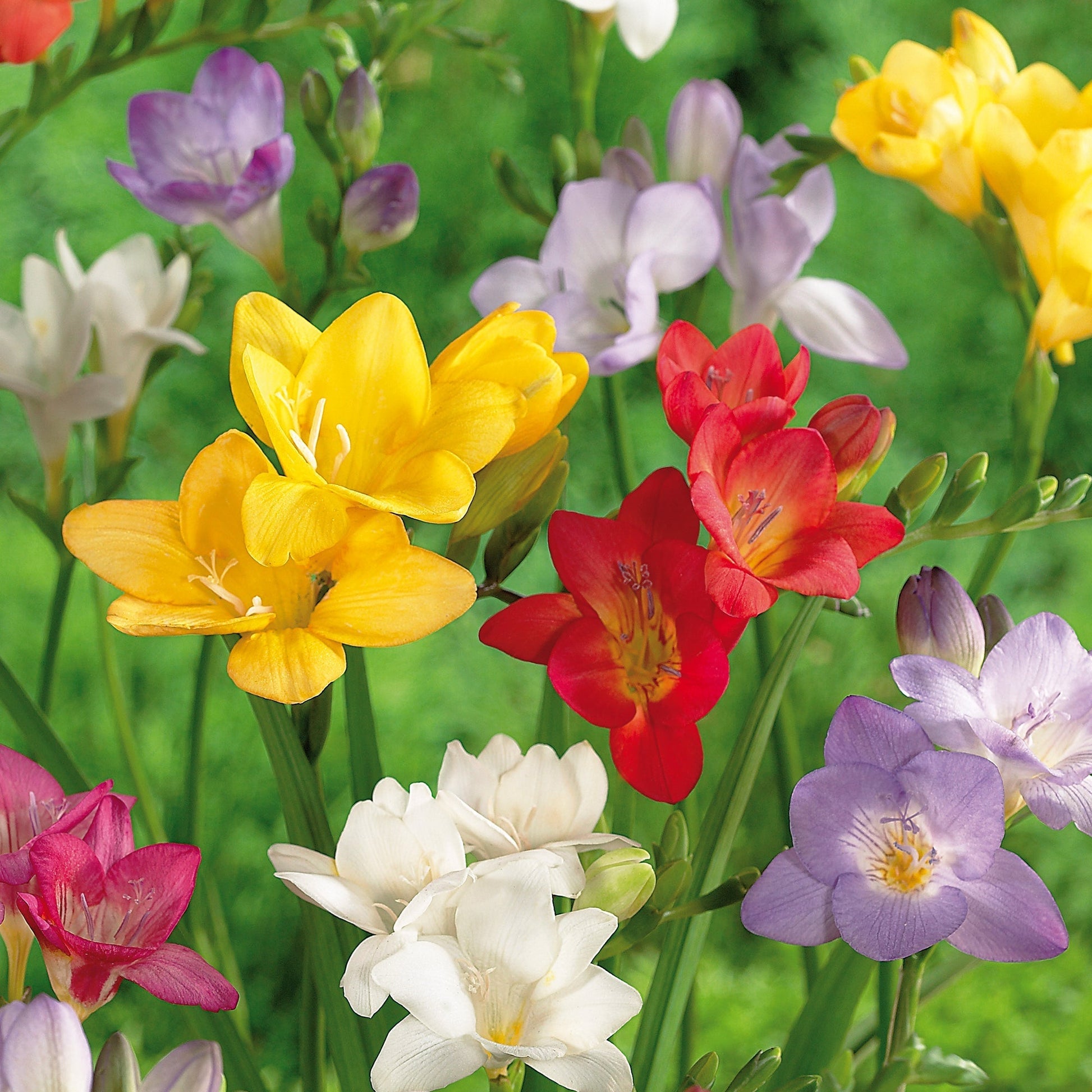 Freesia 'Mixed'