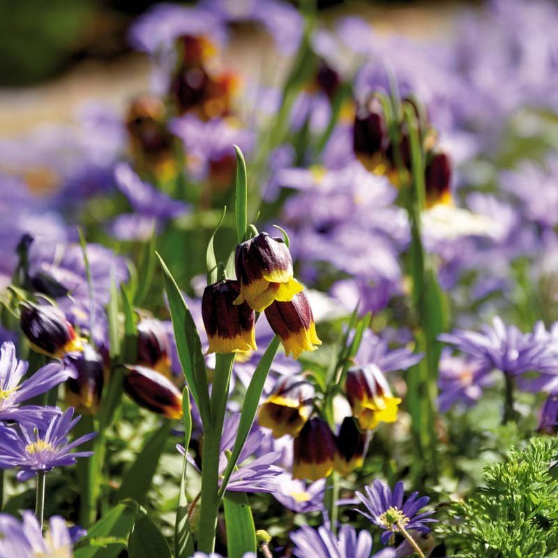 Fritillaire 'Michailovskyi'