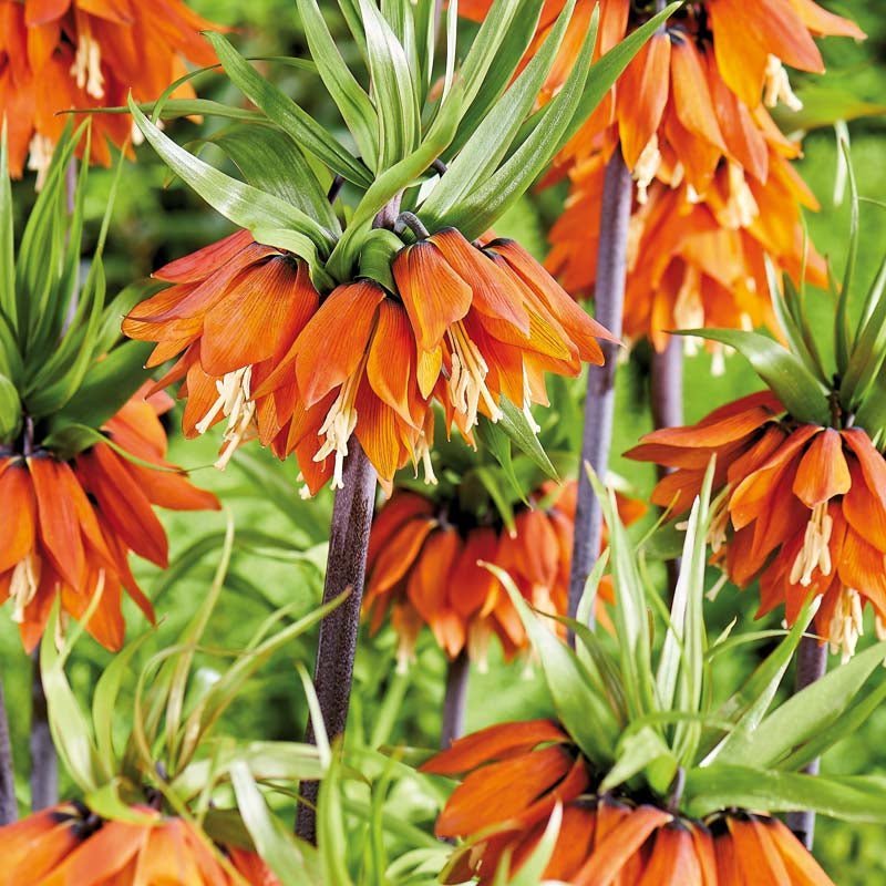 Fritillaire 'Orange Beauty'