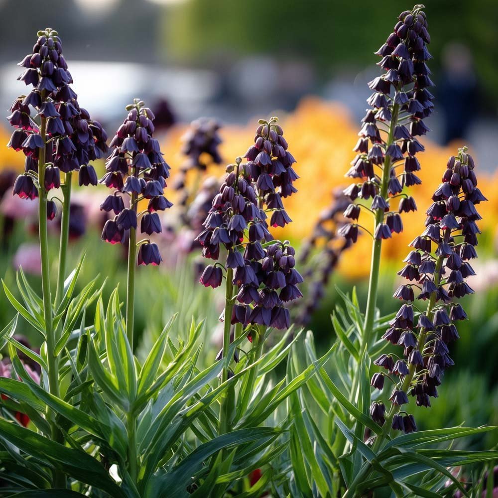 Fritillaire 'Persica'