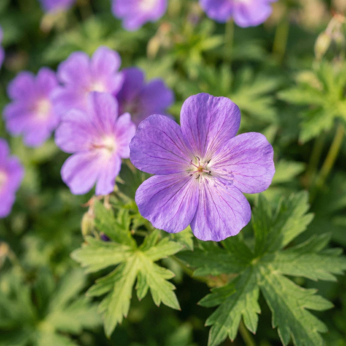 Géranium 'Brookside'