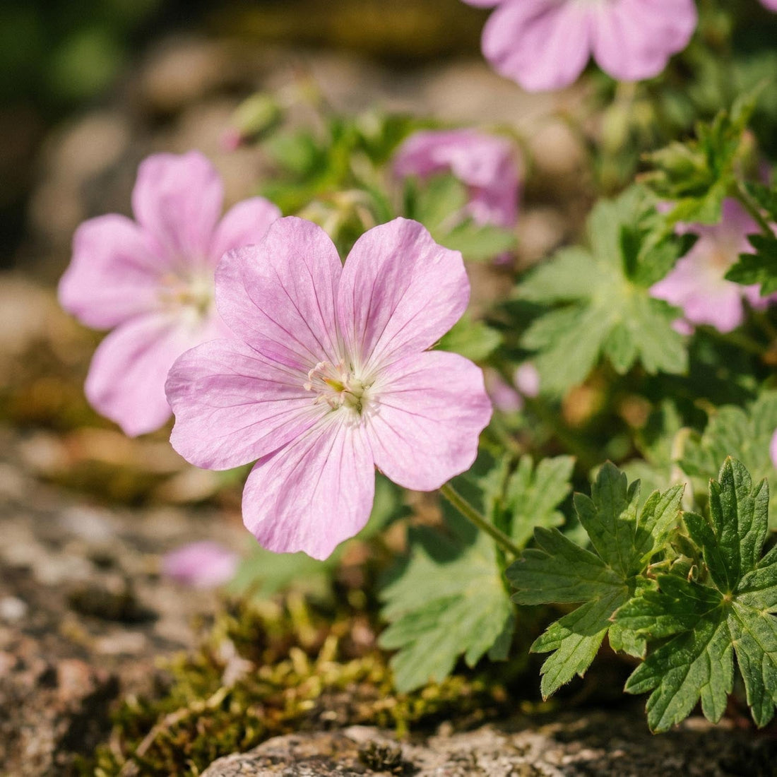 Géranium 'Wargrave Pink'