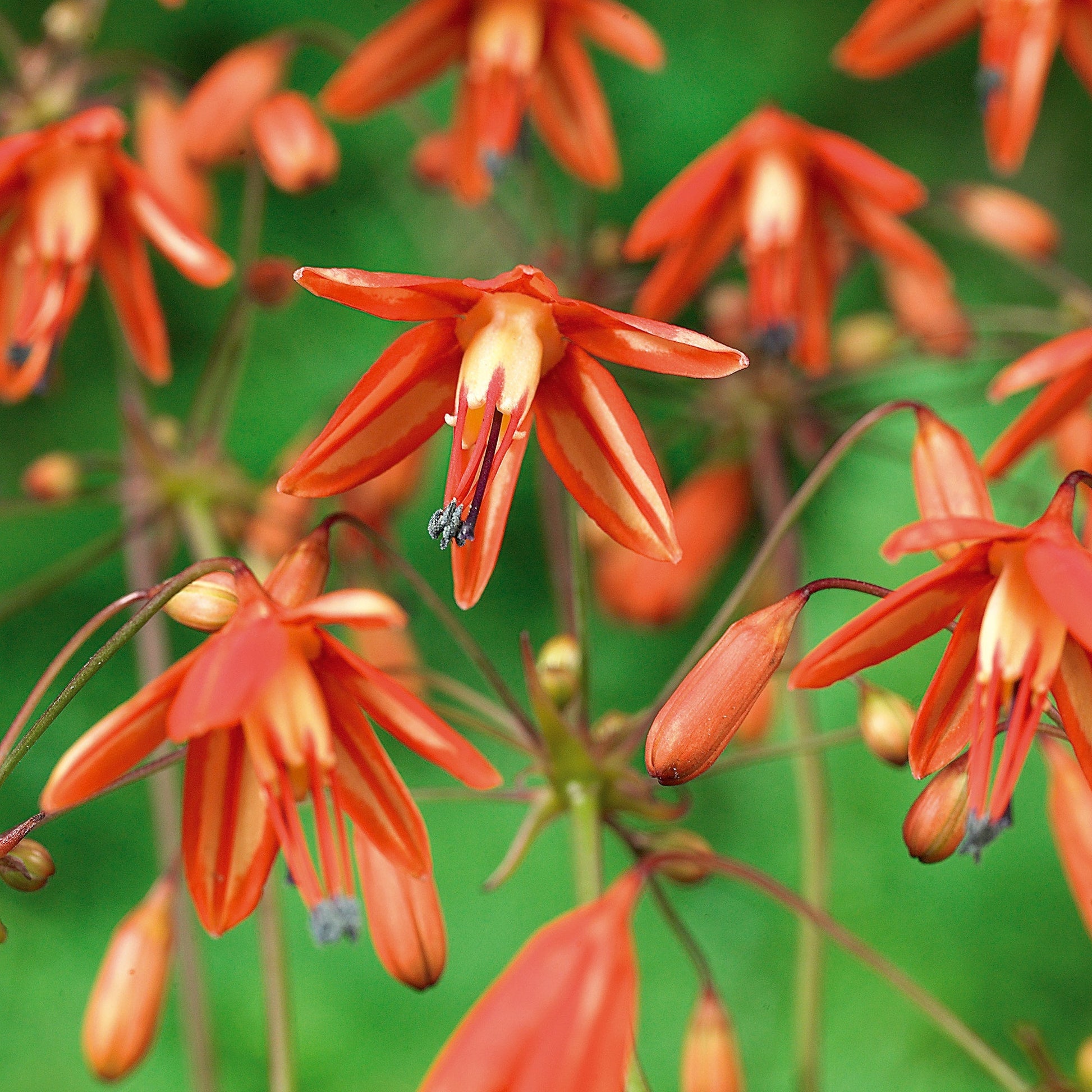 Goutte de Corail, Bessera elegans