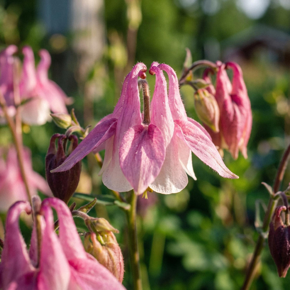 Graines d'ancolie 'Columbine' - 100 graines biologiques