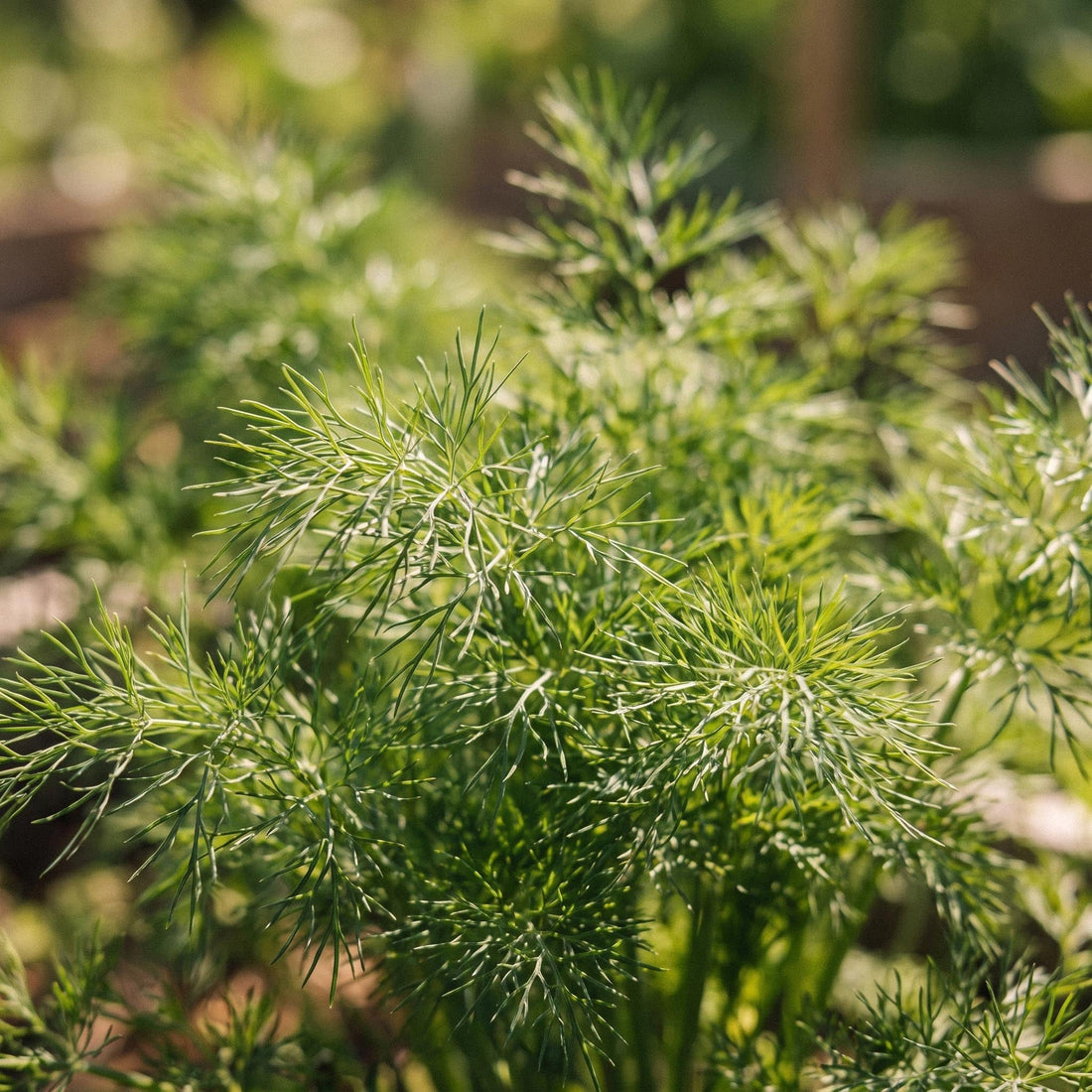 Graines d'aneth 'Tetra dill' - 300 graines biologiques