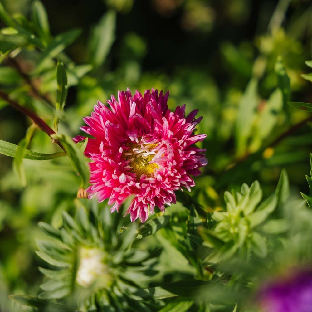 Graines d'aster de Chine 'à fleurs doubles' - 125 graines biologiques