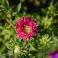 Graines d'aster de Chine 'à fleurs doubles' - 125 graines biologiques