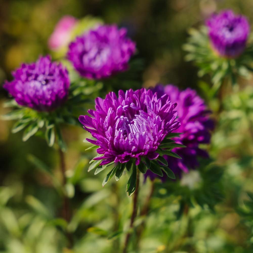 Graines d'aster de Chine 'à fleurs doubles' - 125 graines biologiques