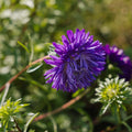 Graines d'aster de Chine 'à fleurs doubles' - 125 graines biologiques