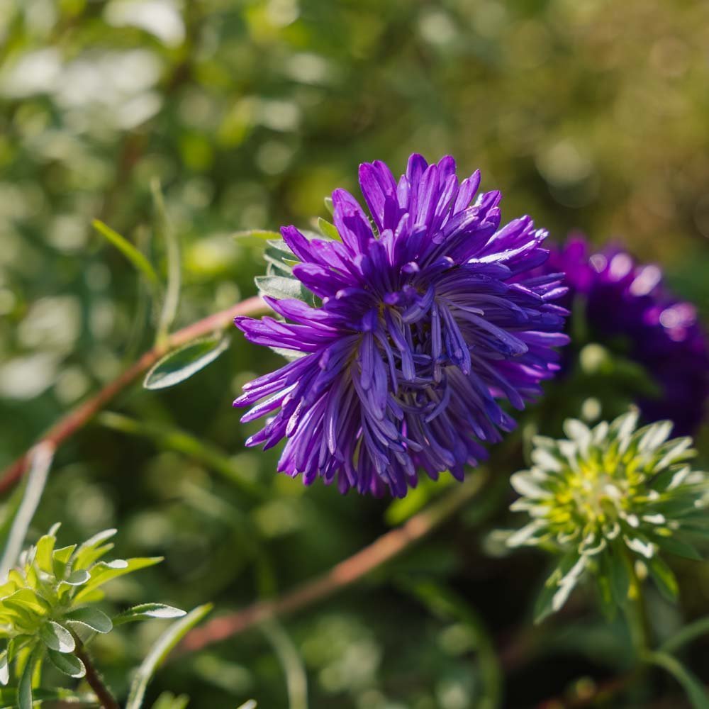 Graines d'aster de Chine 'à fleurs doubles' - 125 graines biologiques