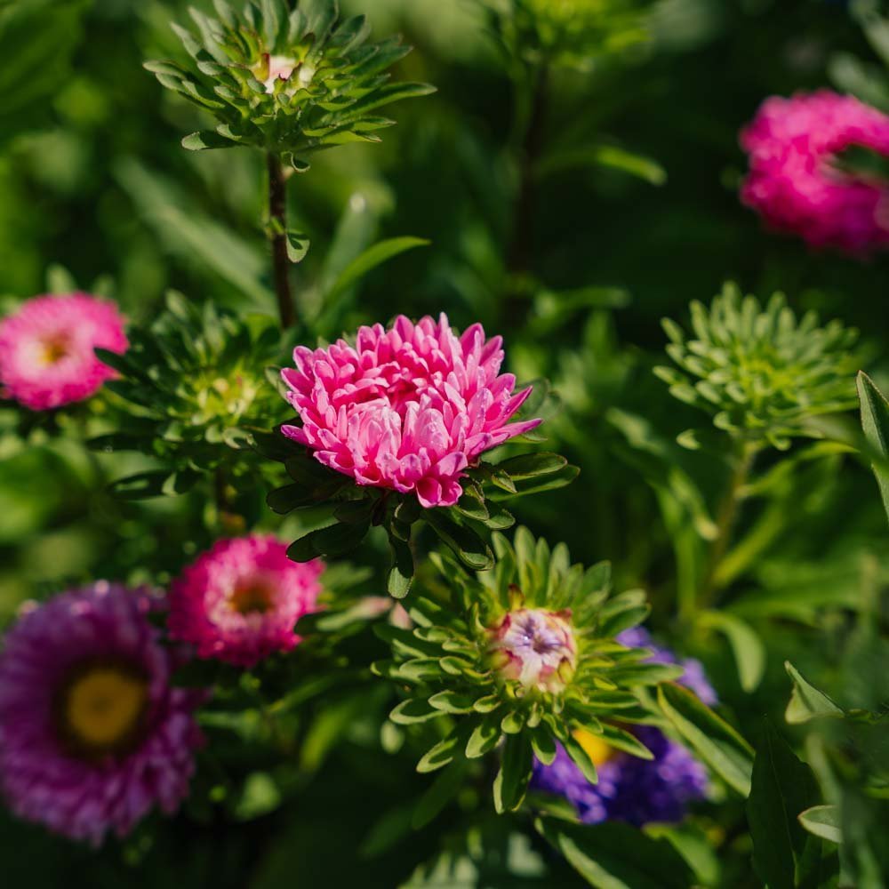 Graines d'aster de Chine 'Matsumoto Mix' - 125 graines biologiques