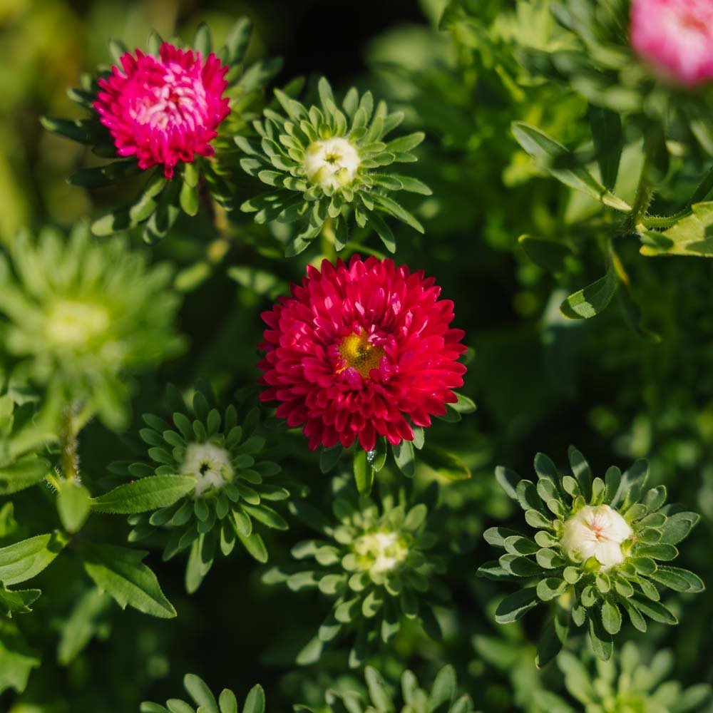 Graines d'aster de Chine 'Matsumoto Mix' - 125 graines biologiques