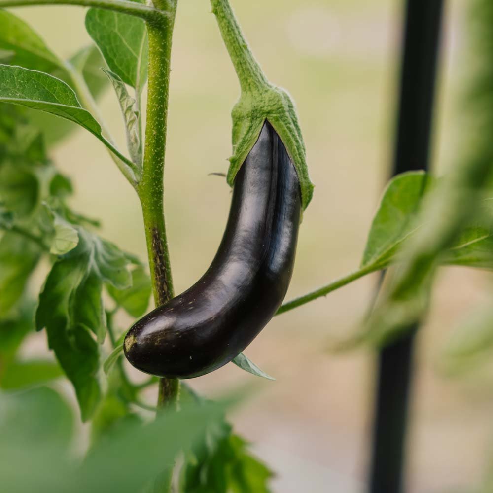 Graines d’aubergine 'Violetta Lunga 3' - 20 graines biologiques