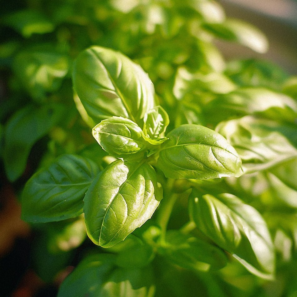 Graines de basilic 'Genovese' - 200 graines biologiques