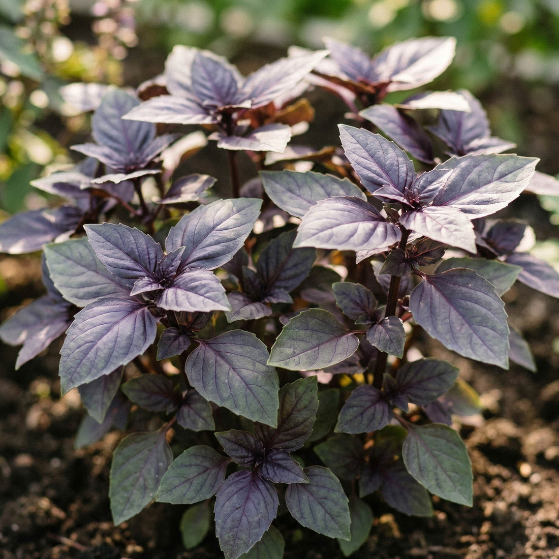 Graines de basilic 'Red basil' - 180 graines biologiques