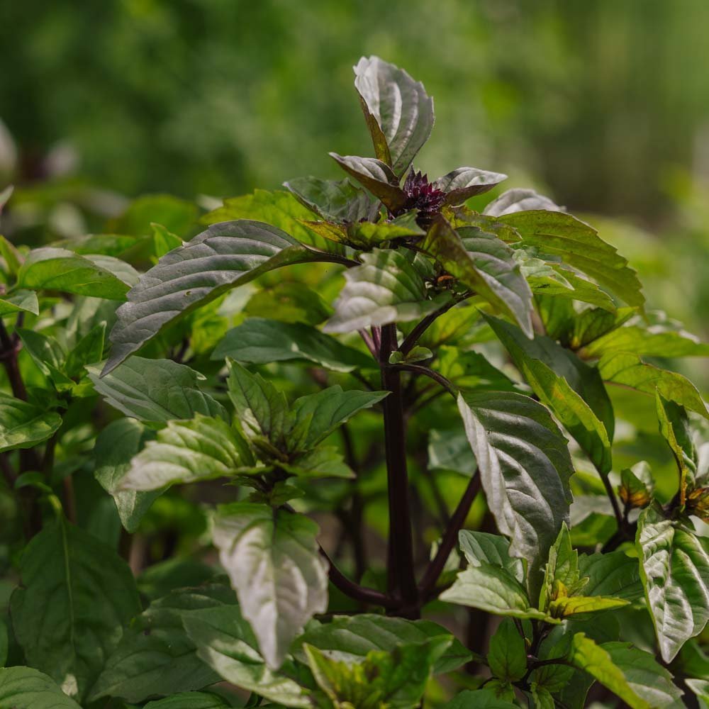 Graines de basilic thaï - 50 graines biologiques