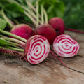 Graines de betterave 'Chioggia' - 50 graines biologiques
