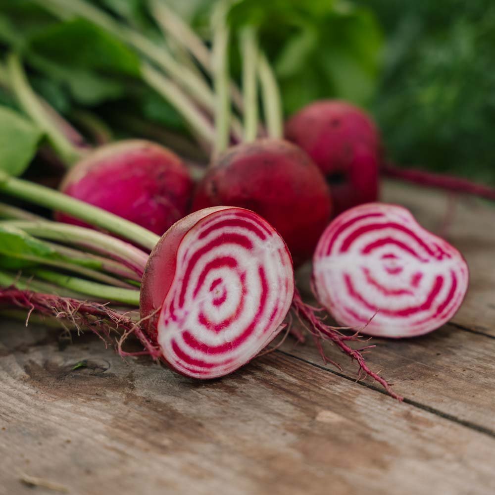 Graines de betterave 'Chioggia' - 50 graines biologiques