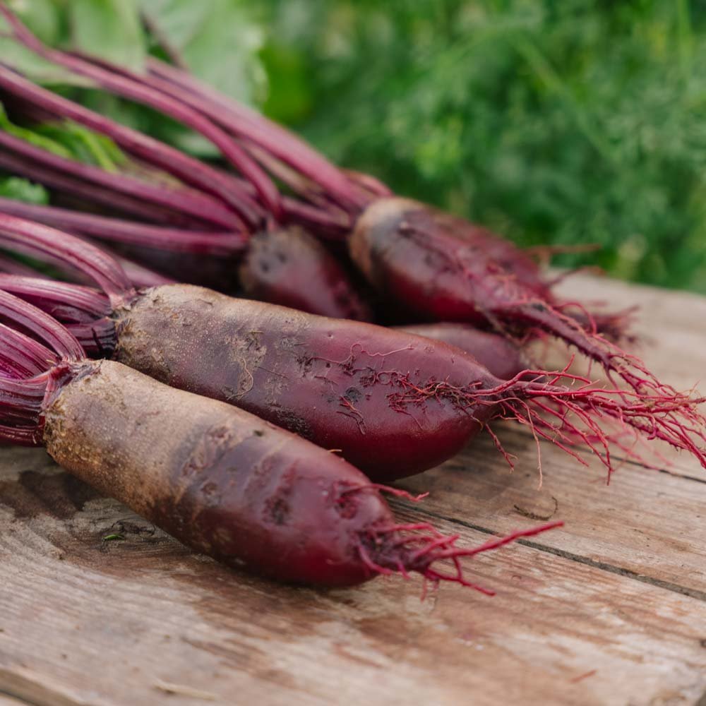 Graines de betterave 'Cylindra' - 50 graines biologiques