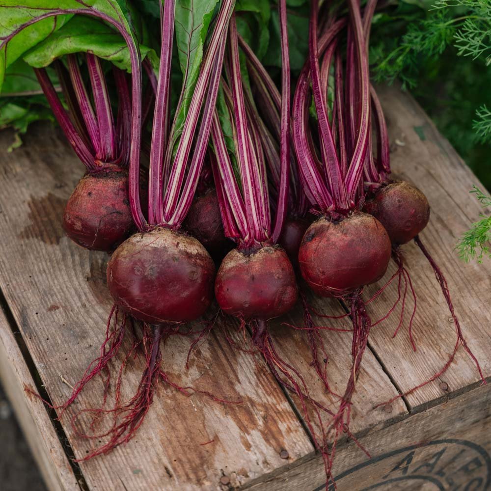 Graines de betterave 'Detroit 2' - 50 graines biologiques