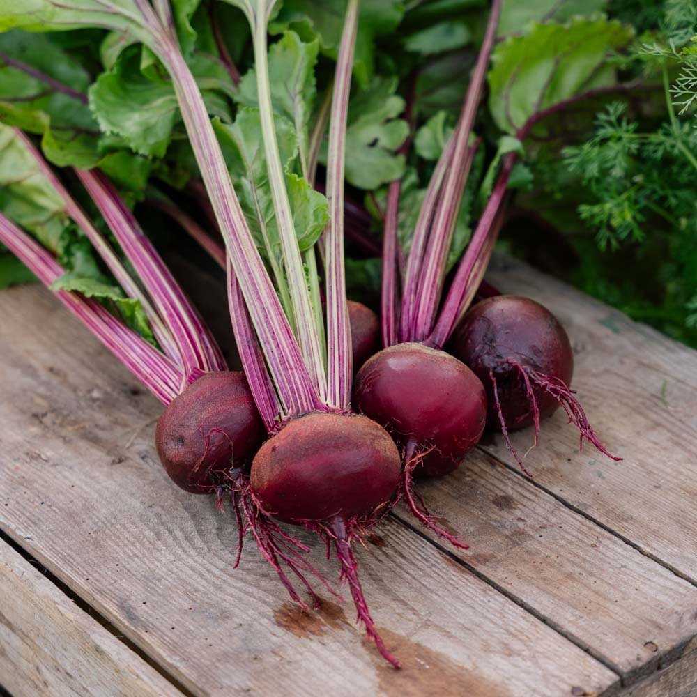 Graines de betterave 'Rouschka' - 50 graines biologiques