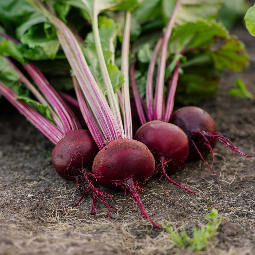 Graines de betterave 'Rouschka' - 50 graines biologiques